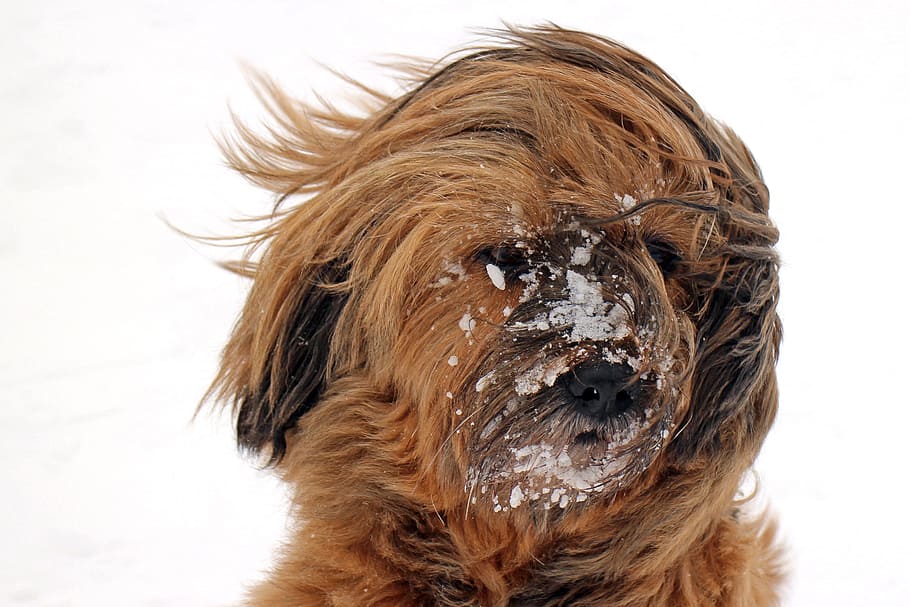 long-coated tan and black dog, snow, portrait, face, head, animal portrait HD wallpaper
