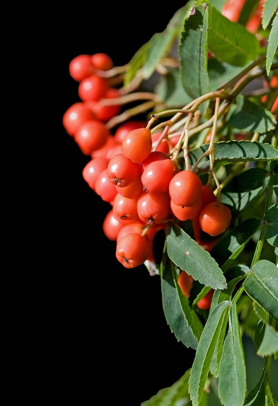 Berry, Berries, Macro, Close-Up, red, details, bright, fruit HD wallpaper