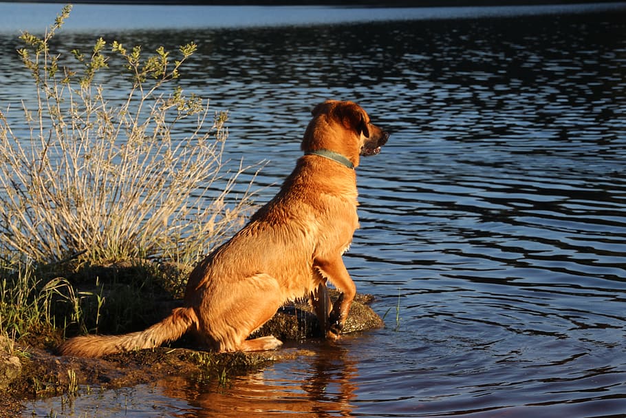 dog, water, sitting, one animal, canine, animal themes, pets HD wallpaper