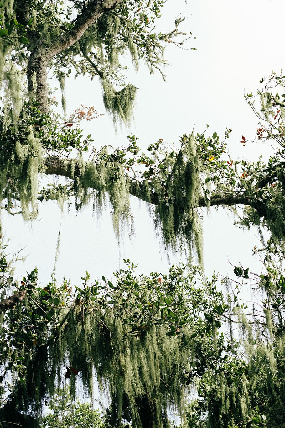 green leafed tree during daytime, closeup photo of green leafed trees HD wallpaper