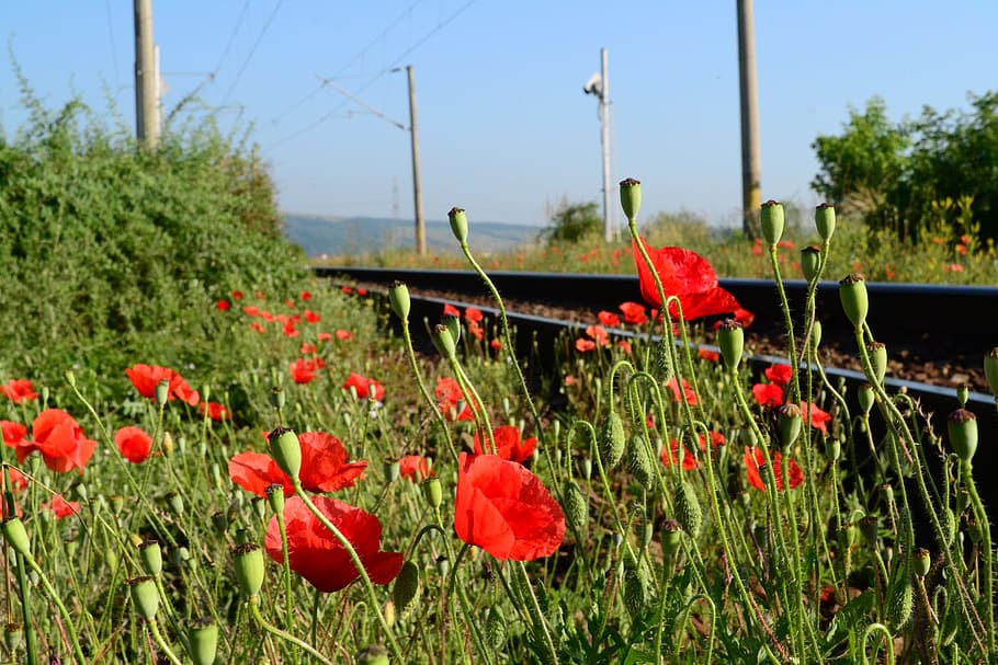 Railways, Flowers, Train, Railroad, red, transport, nature HD wallpaper