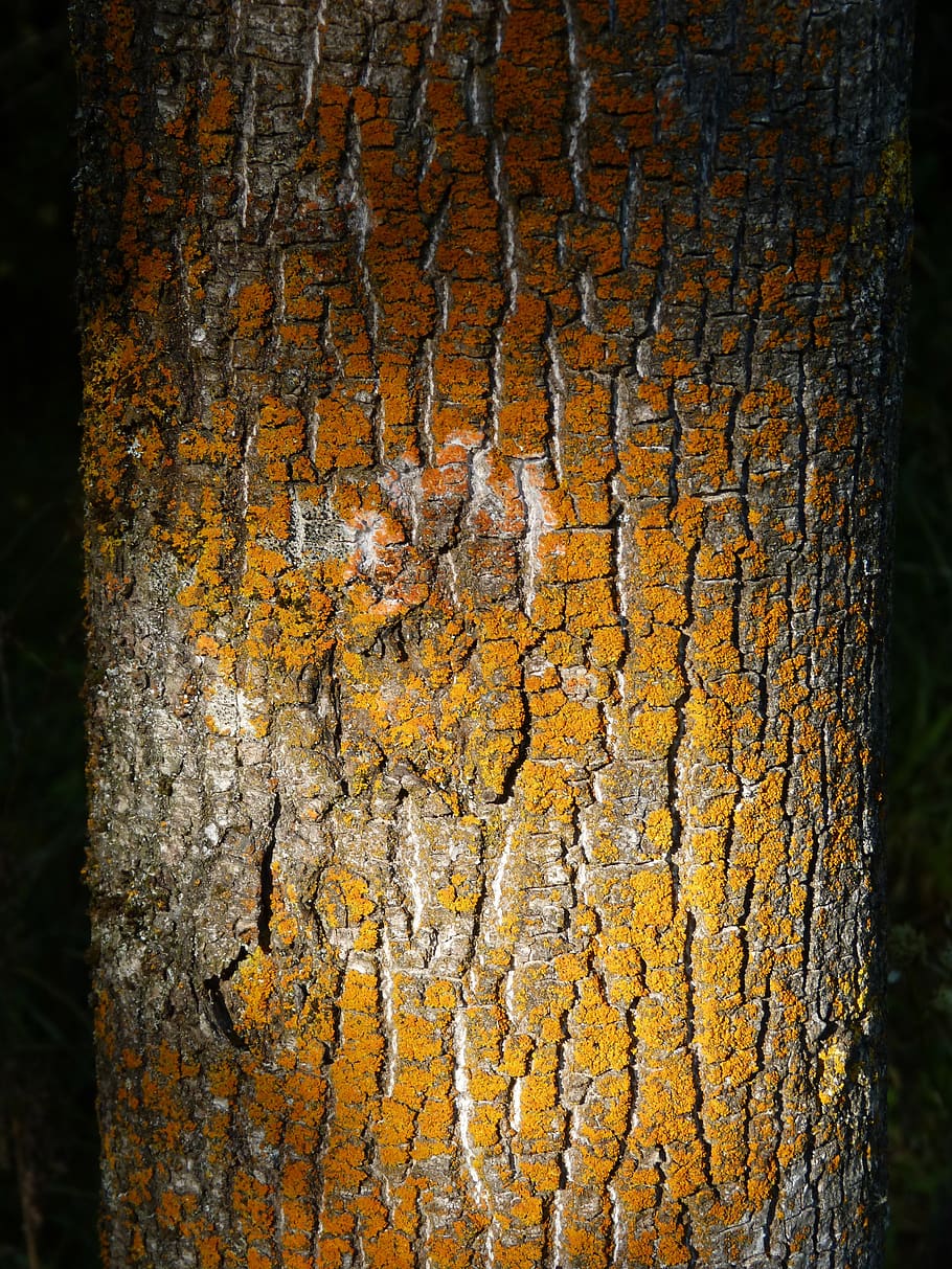 trunk, lichen, texture, bark, tree, tree trunk, textured, close-up HD wallpaper