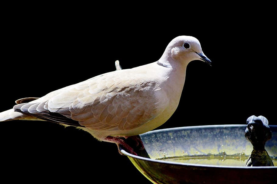 dove, bird, collared, nature, city pigeon, poultry, wing, foraging HD wallpaper