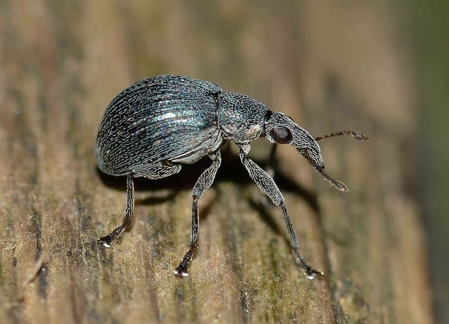weevil, insects, beetle, nature, animal, wildlife, animal themes HD wallpaper