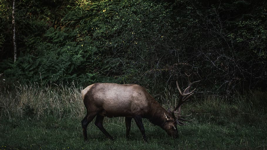 brown reindeer surrounded by plants while eating, brown deer on green grass HD wallpaper