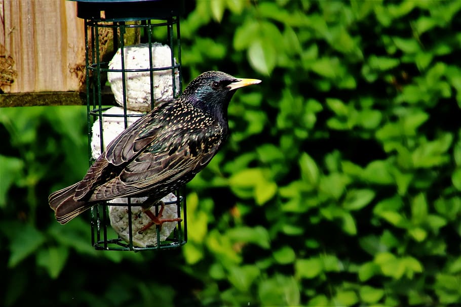 starling, bird, wildlife, spring, wildbird, animal, perched HD wallpaper