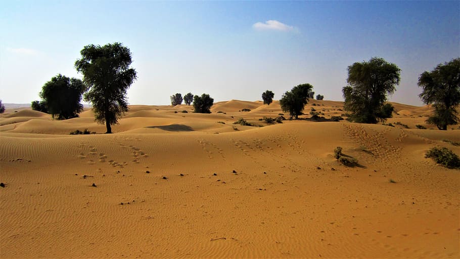 Dubai, Desert, Trees, landscape, sky, nature, outdoors, scenics HD wallpaper