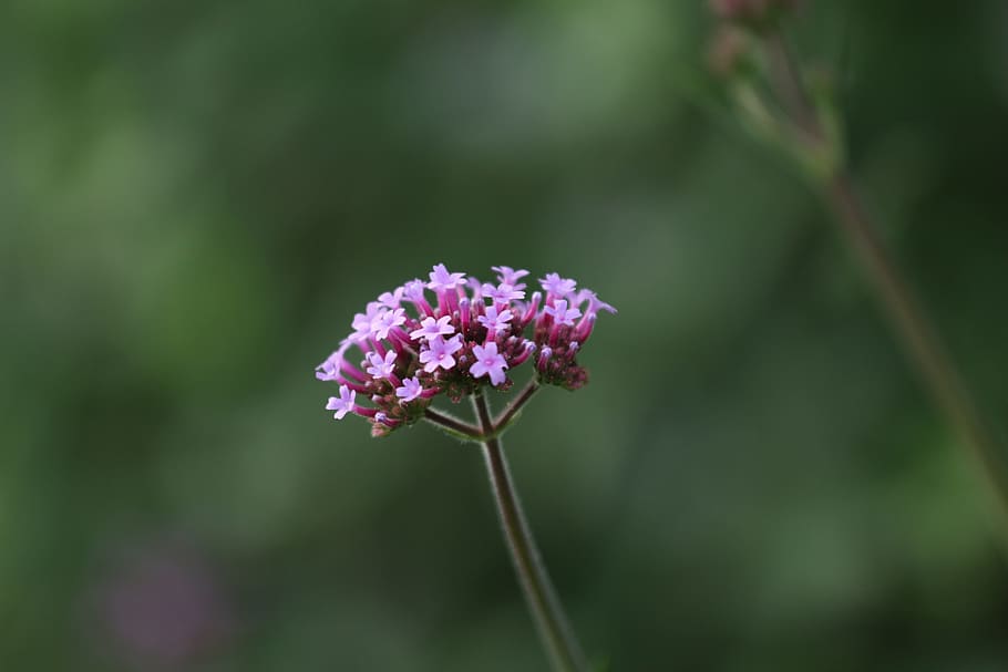 lilac, flower, macro, close, purple, garden, flowering plant HD wallpaper