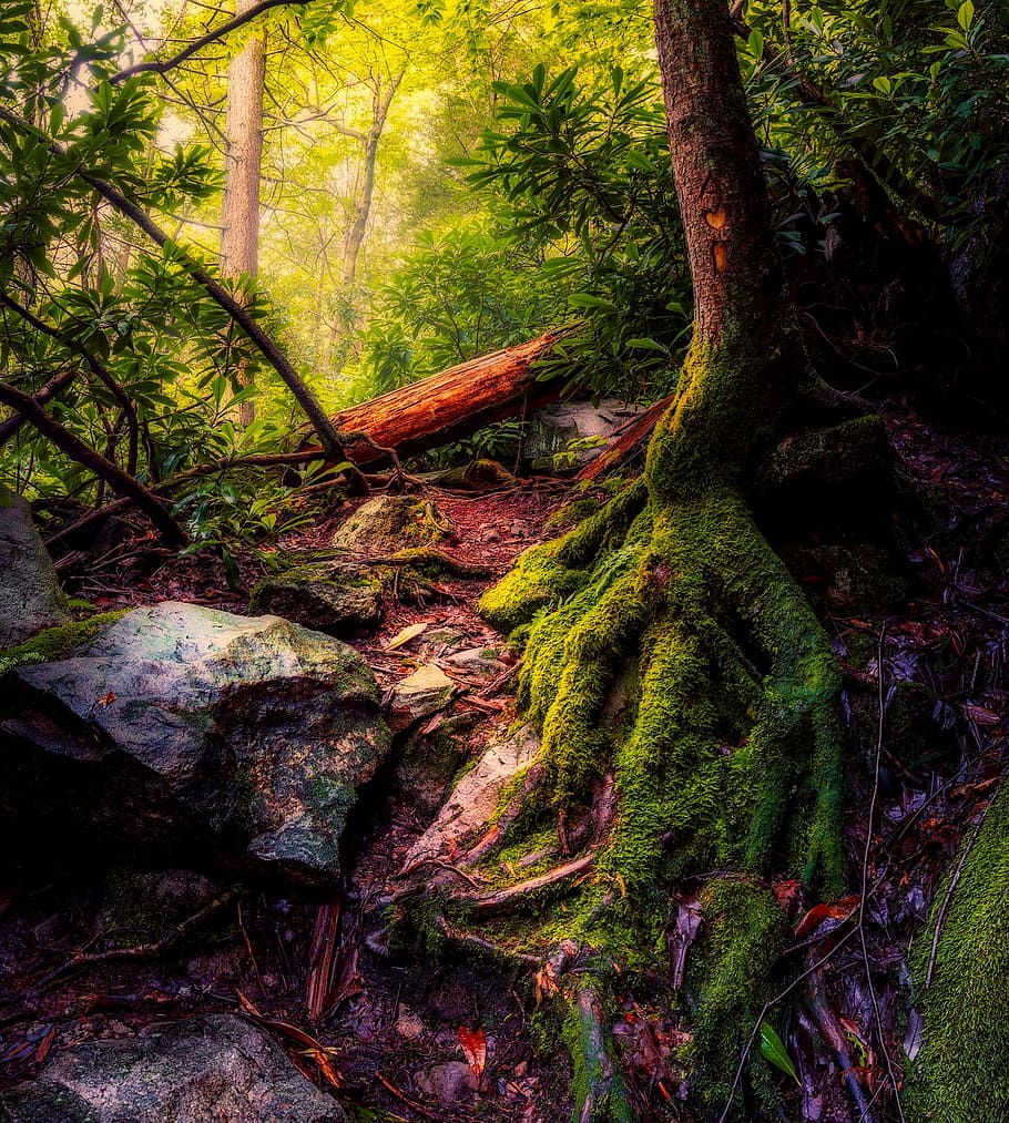 forest with rocks paintinmg, landscape, trees, woods, tree root HD wallpaper