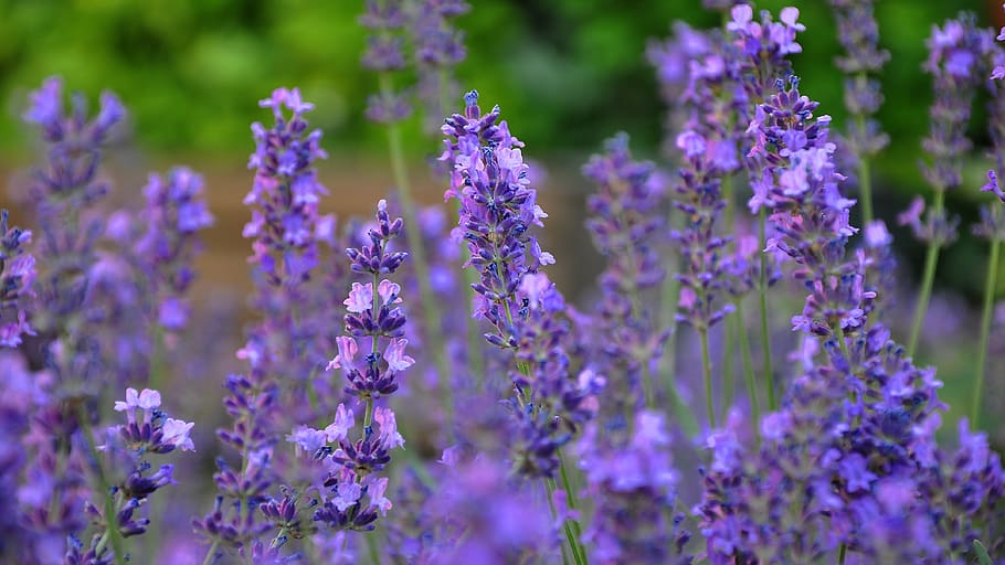 Online crop | HD wallpaper: purple lavender flower field at daytime ...