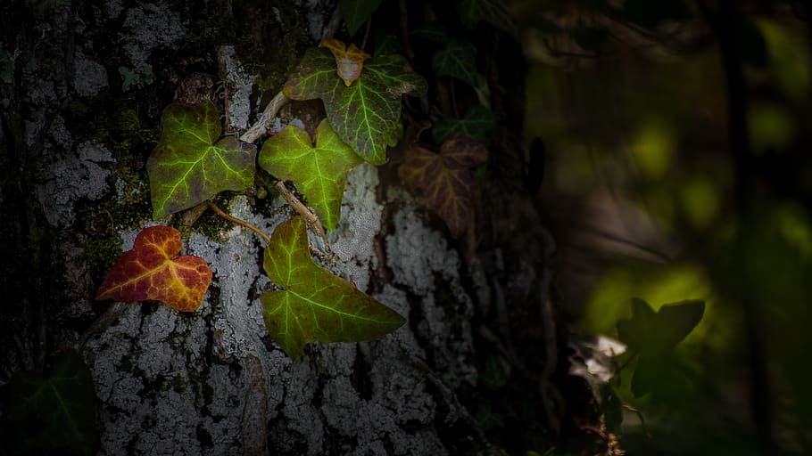leaf, tree, trunk, leaves, nature, forest, trees, landscape HD wallpaper