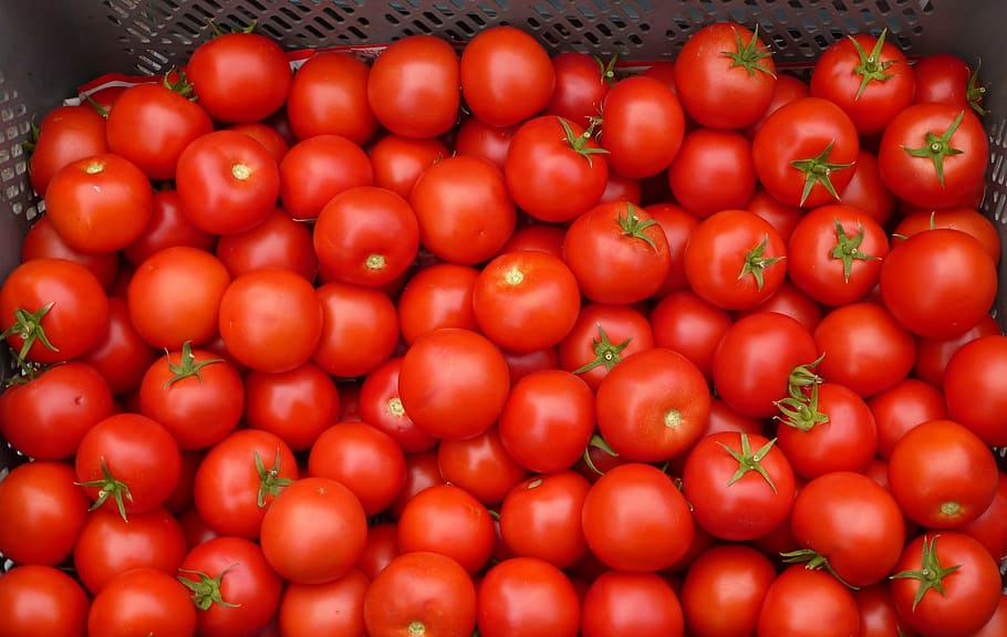 tomato, red, vegetable, food, freshness, organic, food and drink HD wallpaper