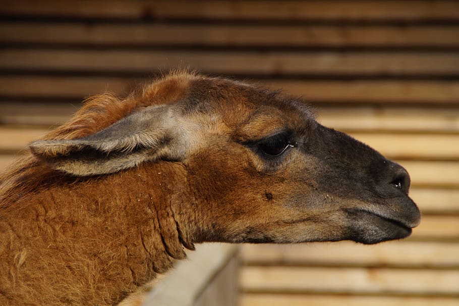 Llama, Head, Portrait, Face, attached ears, animal, mammal HD wallpaper
