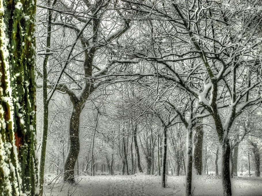Winter, Snow, Ice, Trees, winter landscape, snowy, christmas picture HD wallpaper