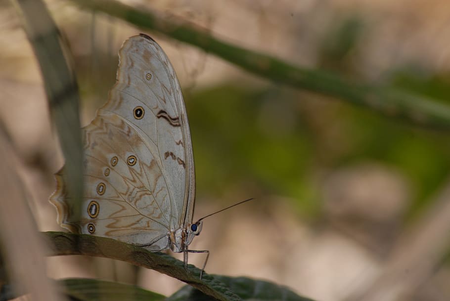 butterfly, insect, garden, animal themes, invertebrate, close-up HD wallpaper