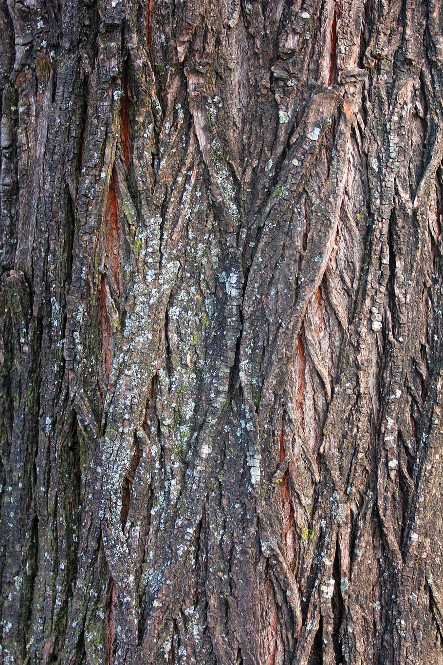 Bark, Tree, Wood, Dry, Life, aging, natural, material, macro HD wallpaper