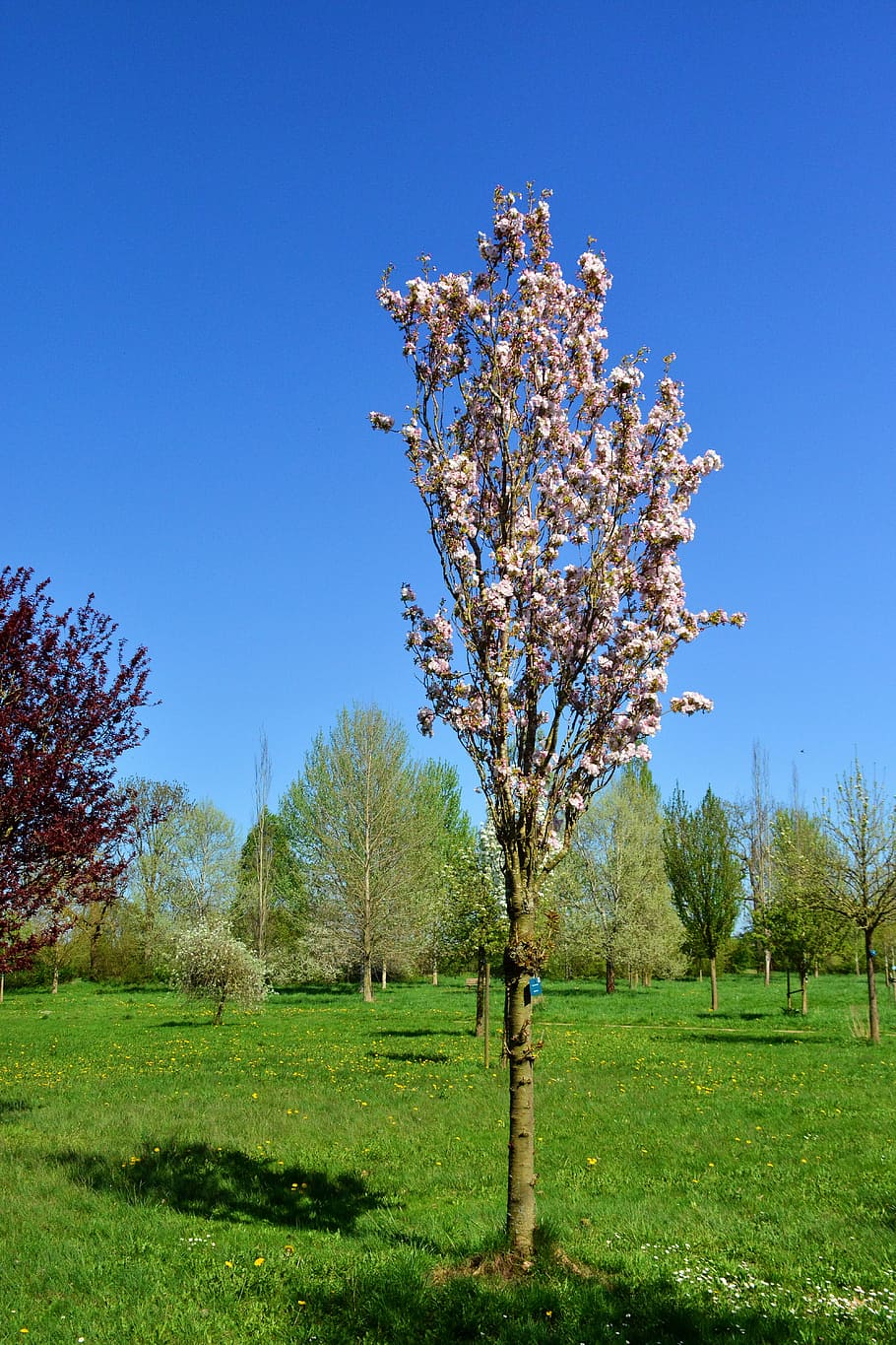 cherry, tree, blossom, bloom, nature, grass, landscape, plant HD wallpaper