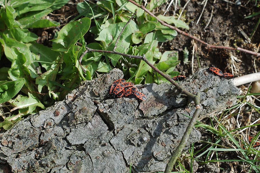 insect, spring, beetle, red, bug, nature, animal wildlife, animal themes HD wallpaper