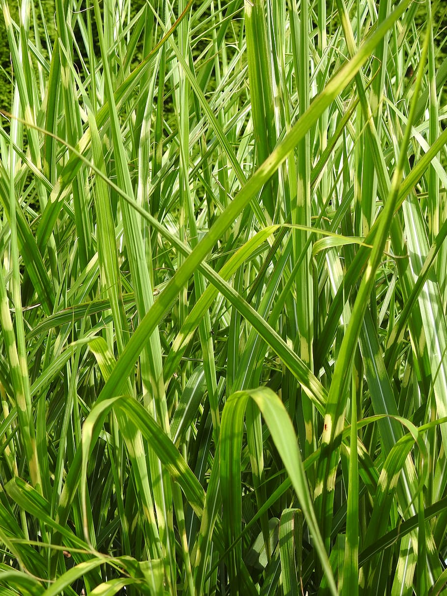 grass, zebra grass, elephant grass, bamboo, leaves, leaf, green HD wallpaper