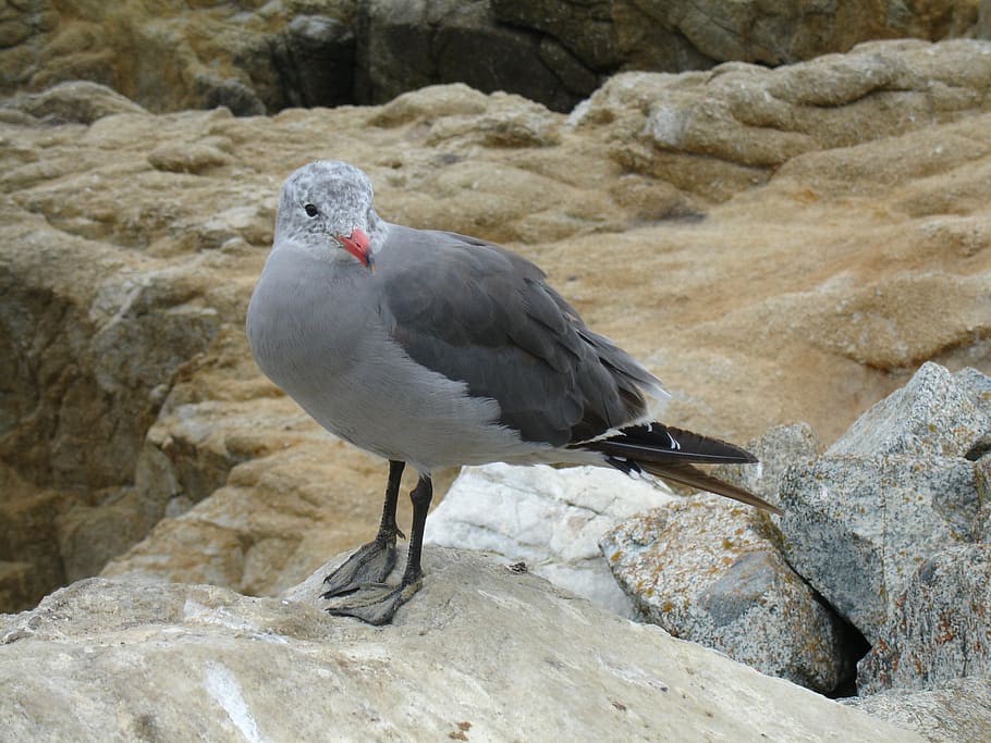 nature, rock, bird, one animal, animal wildlife, vertebrate HD wallpaper