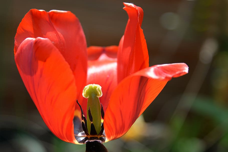 tulip, blossom, bloom, spring, flower, red, plant, early bloomer HD wallpaper