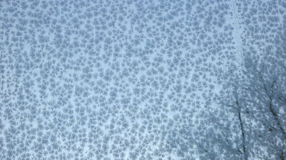 frost, winter, cold, ice, bald trees, window, hoarfrost, crystals HD wallpaper