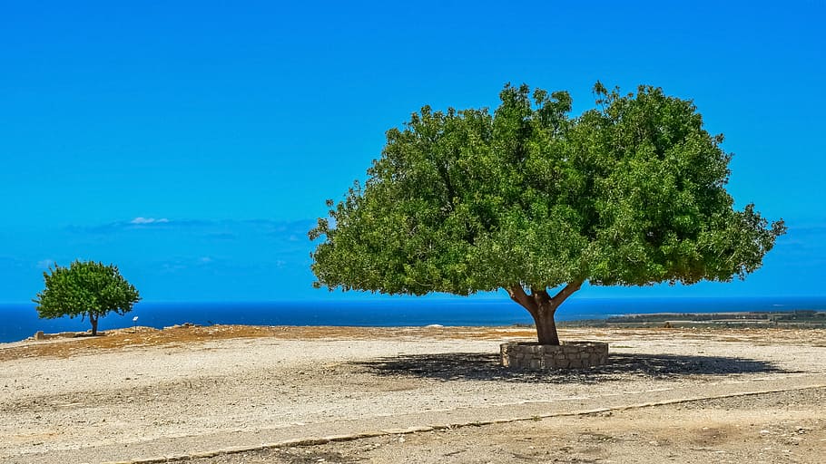 two green trees during daytime, landscape, horizon, sky, scenery HD wallpaper