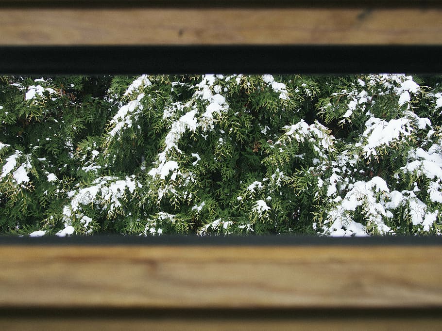 cold, daylight, environment, forest, frozen, landscape, leaves HD wallpaper
