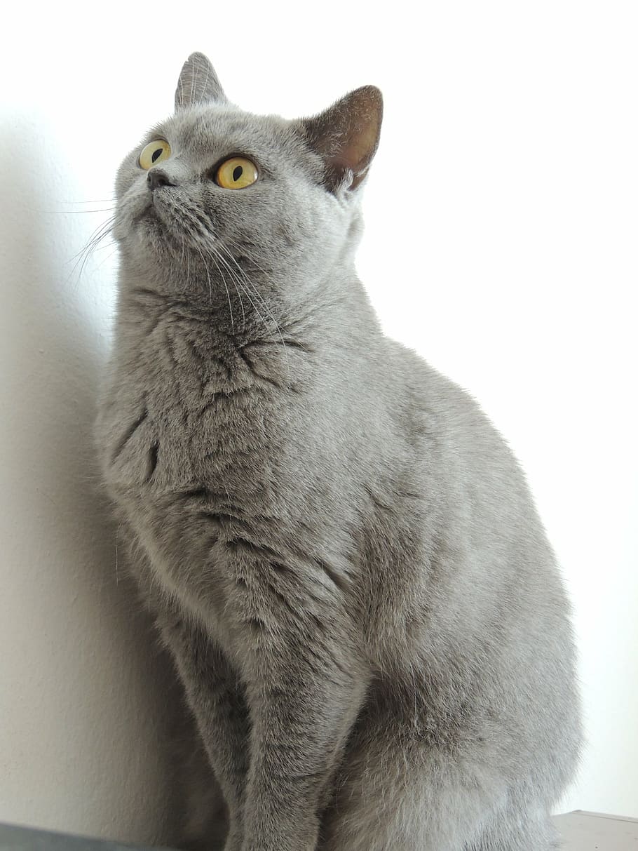 gray cat, home, british, cherished, animal, mammal, pets, animal themes HD wallpaper