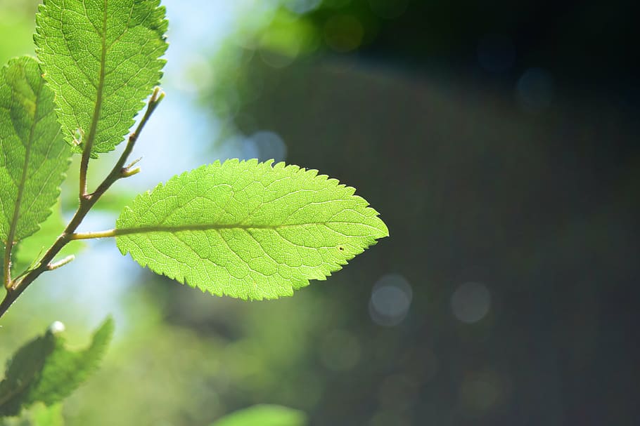leaves, light, green, shadow, leaf, sun, forest, back light HD wallpaper