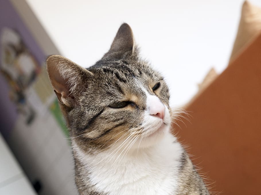 cat, pet, mieze, cat face, head, young cat, domestic cat, adidas HD wallpaper