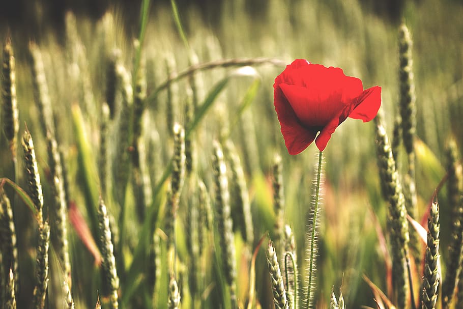 red petaled flower, selective focus of red poppy flower during daytime HD wallpaper
