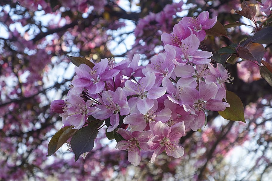 cherry, cherry blossom, flower, tree, flowering plant, fragility HD wallpaper