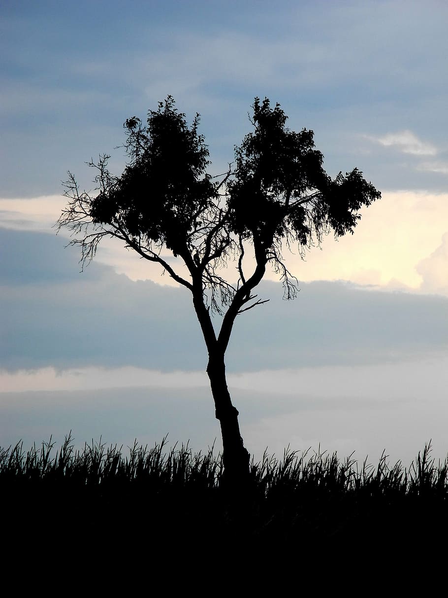 tree, silhouette, sky, clouds, plant, tranquility, beauty in nature HD wallpaper