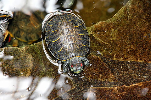 tortoise, trachemys scripta, red-eared slider turtle, nature HD wallpaper