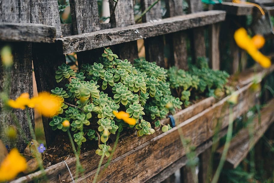 dalat, vietnam, photo, woman, daylue, vietnamese, plant, selective focus, HD wallpaper