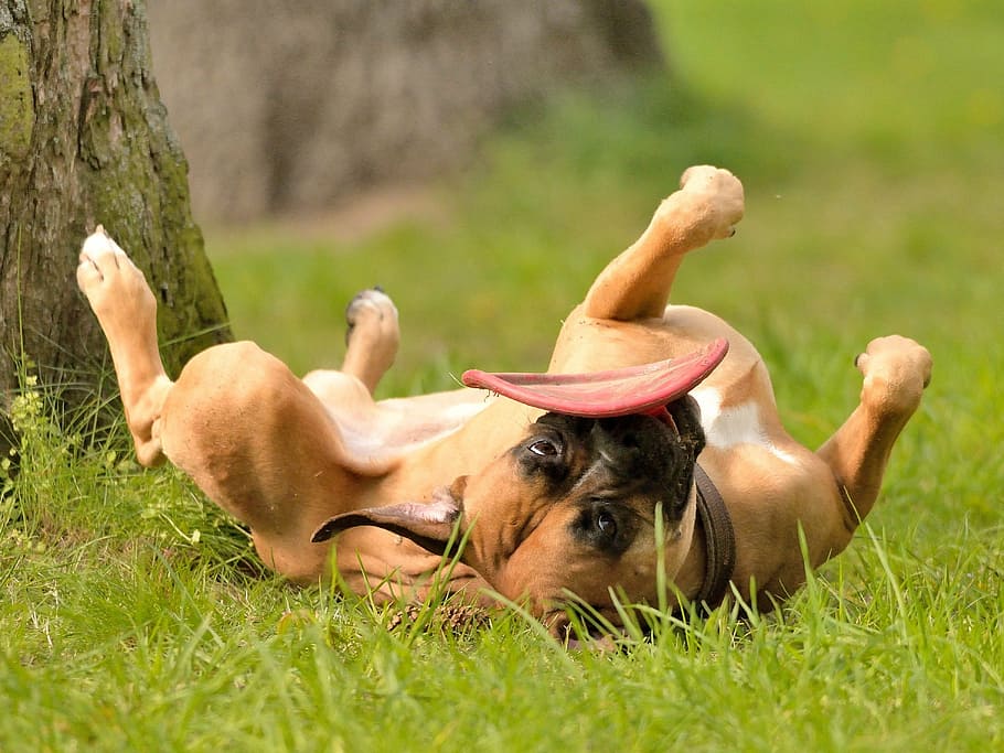 dog, play, joy, force, romp, animal, meadow, pets, grass, summer HD wallpaper