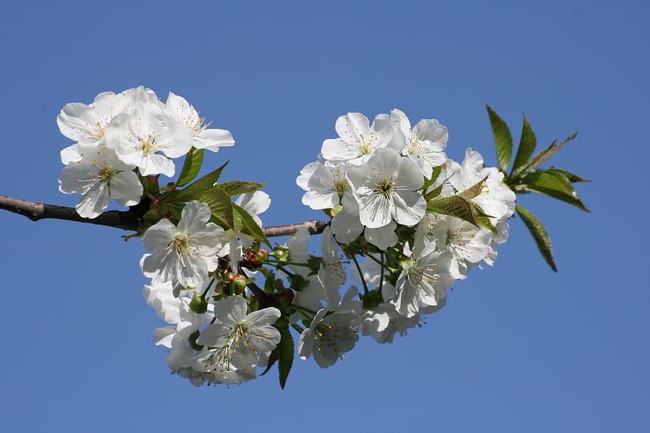 flowers, cherry, spring, white, sky, blue, clear, flowering plant HD wallpaper