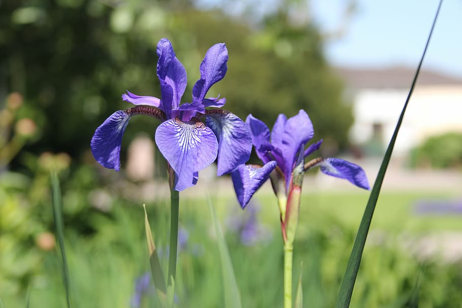 iris, flowers, blue, strasbourg, park the orangery, flowering plant HD wallpaper