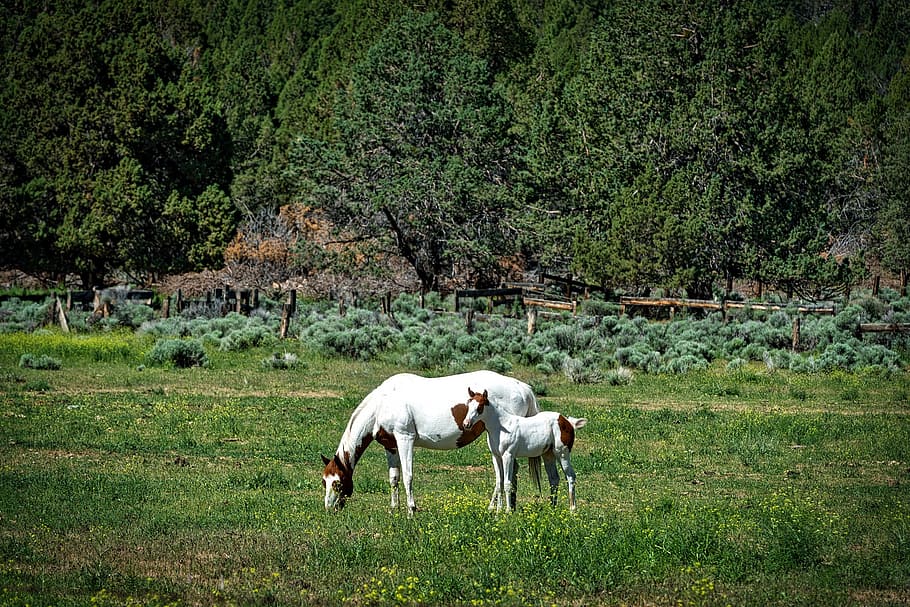 white horses on green field, Foal, Meadow, mother, farm, ranch, HD wallpaper