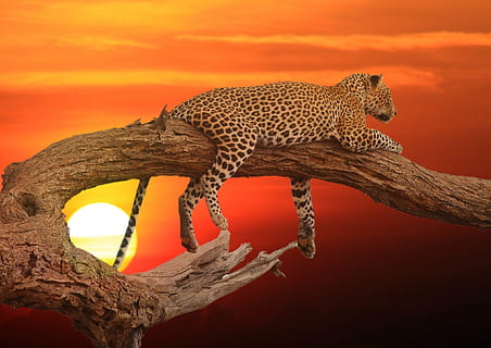 leopard on tree trunk during sunset, bark, dark, orange, sky HD wallpaper