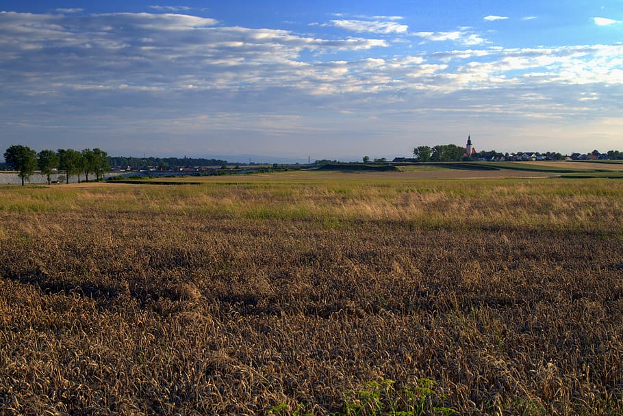 Field, Fields, Corn, Cereals, Landscape, agriculture, village HD wallpaper