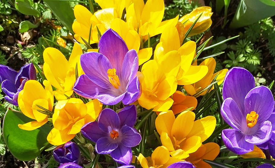 purple and yellow petaled flowers, Crocus, Yellow, Violet, crocus flowers HD wallpaper