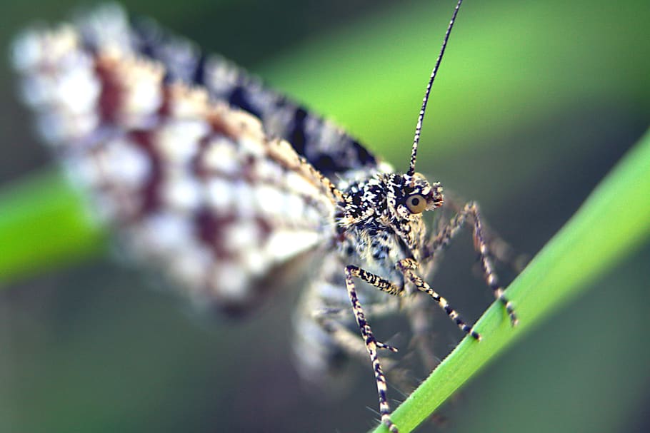 insect, nature, animals, animal wildlife, invertebrate, animal themes HD wallpaper
