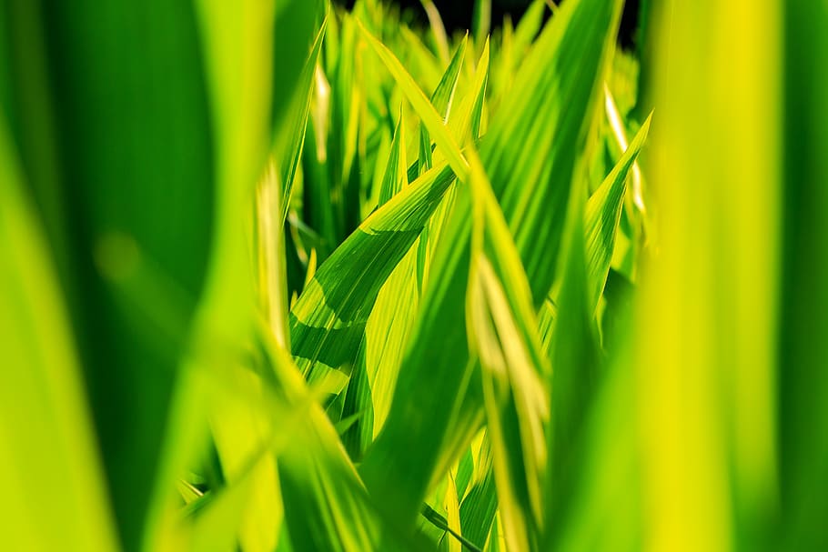 crops, corn, closeup, green, nature, green Color, plant, growth, HD wallpaper