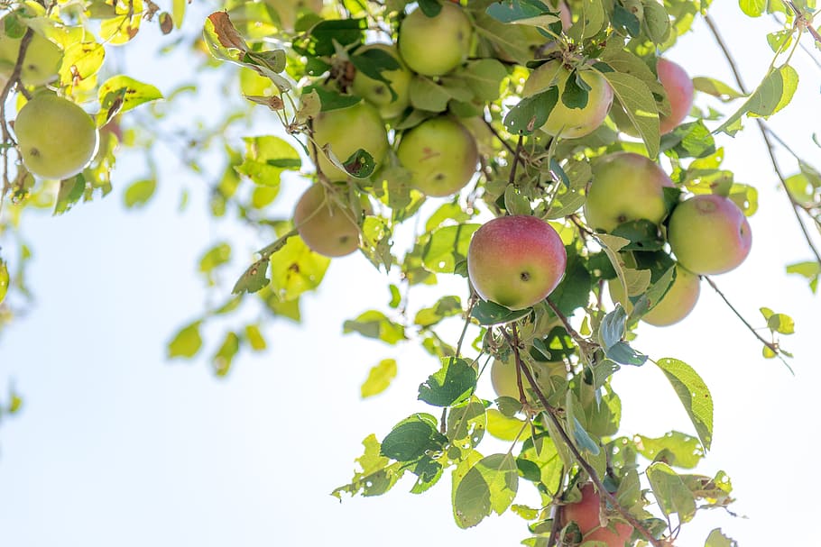 apple, apple tree, sky, leaves, nature, fruit, green, branch HD wallpaper