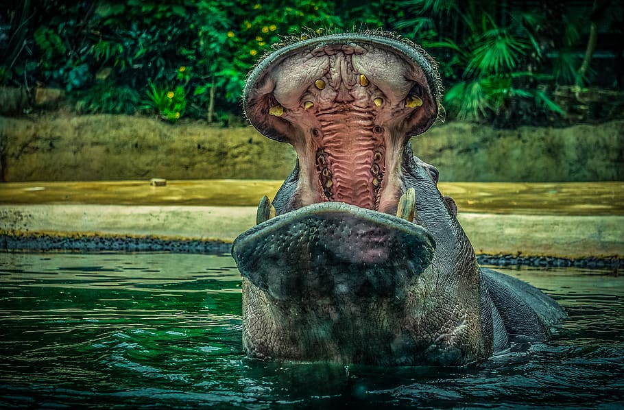 hippo, hippopotamus, water, animal world, mammal, zoo, nature, HD wallpaper