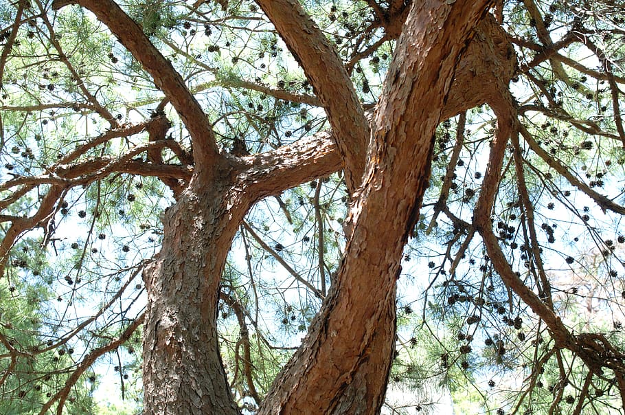 tree, conifer, nature, tap, summer, plant, tree trunk, low angle view HD wallpaper