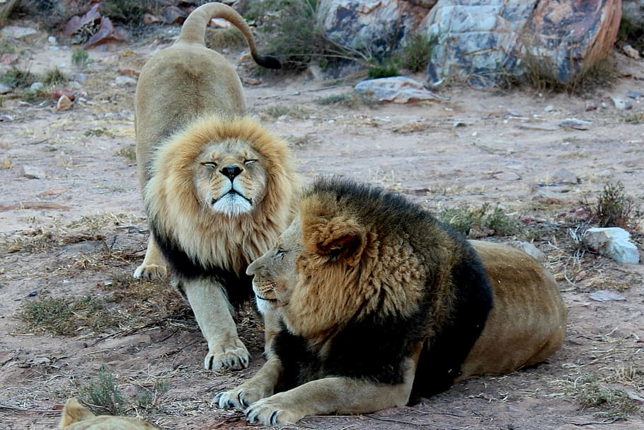 two lion sitting along rocks, lions, animals, south africa, aquila gaming resort, HD wallpaper