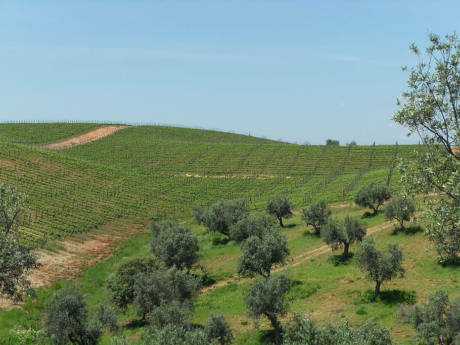 vineyard, wine, oil, olive tree, alentejo, nature, agriculture HD wallpaper
